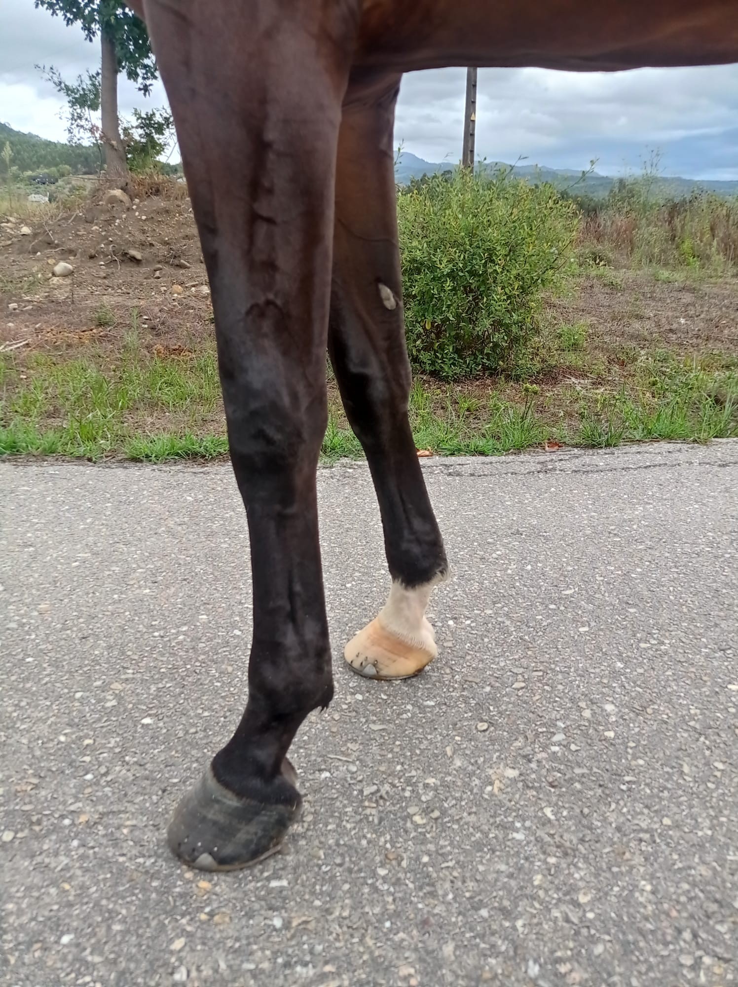 horse